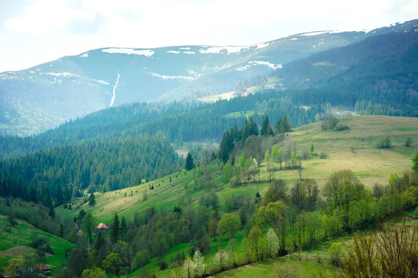Dağlarda çam ormanı ve yeşil Vadisi'nin büyük peyzaj