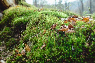 Bahar bulutlu gün ormanda büyük gizem peyzaj