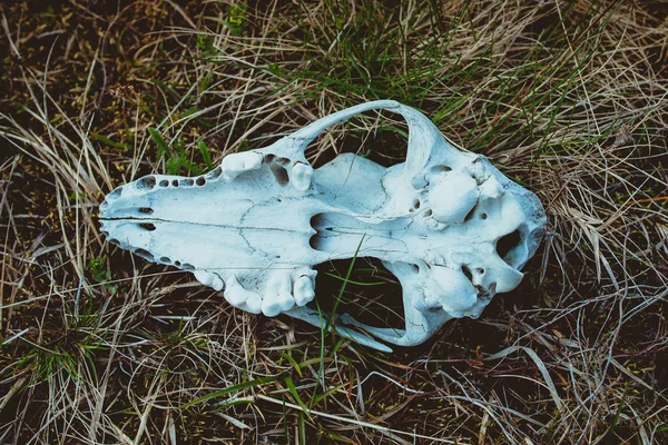 photo of animal skull on the grass