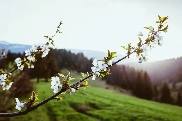 봄에서 산에 일몰에 꽃에서 나무 브런치 — 스톡 사진