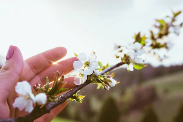 봄에서 산에 일몰에 여자의 손에 있는 꽃 나무 브런치 — 스톡 사진
