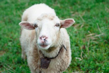 güzel şirin kat ve dağlarda tepelerde otlayan koyunları
