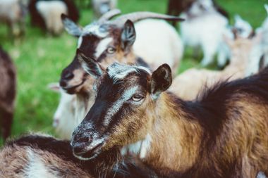 güzel şirin kat ve dağlarda tepelerde otlayan koyunları