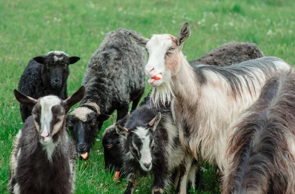 Casacos bonitos agradáveis e ovelhas pastando nas colinas das montanhas — Fotografia de Stock