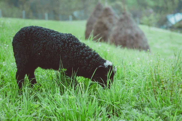 Casacos bonitos agradáveis e ovelhas pastando nas colinas das montanhas — Fotografia de Stock