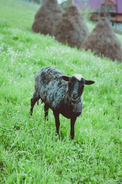 Casacos bonitos agradáveis e ovelhas pastando nas colinas das montanhas — Fotografia de Stock