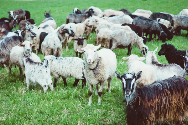 Graziosi cappotti e pecore al pascolo tra le colline delle montagne — Foto Stock