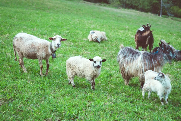 Ładny ładny płaszcz i owce pasące się na wzgórzach gór — Zdjęcie stockowe
