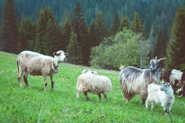 Ωραίο χαριτωμένο παλτά και τα πρόβατα που βόσκουν στους λόφους των βουνών — Φωτογραφία Αρχείου