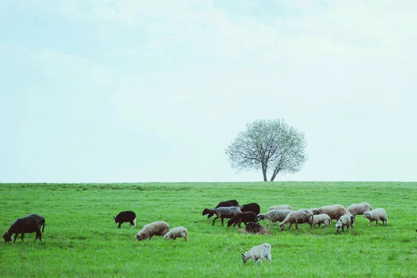 Bonitos abrigos lindos y ovejas pastando en las colinas de las montañas —  Fotos de Stock