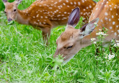 Yaz aylarında ormanda geyikler