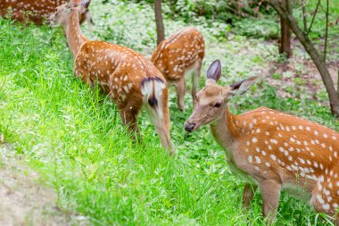 Yaz aylarında ormanda geyikler