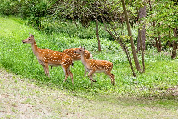 deers in the forest in summer
