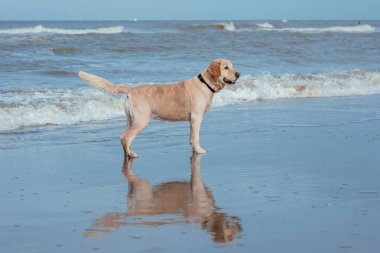 Deniz sahilinde mutlu komik köpek av köpeği 