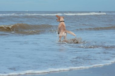 Deniz sahilinde mutlu komik köpek av köpeği 
