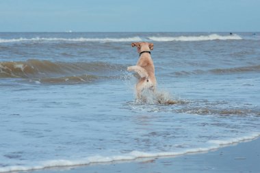 Deniz sahilinde mutlu komik köpek av köpeği 
