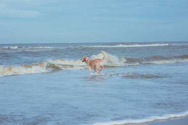 Deniz sahilinde mutlu komik köpek av köpeği 