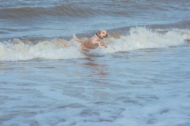 Deniz sahilinde mutlu komik köpek av köpeği 