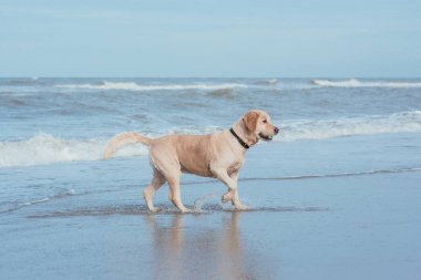 Deniz sahilinde mutlu komik köpek av köpeği 