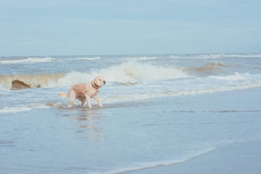 Deniz sahilinde mutlu komik köpek av köpeği 