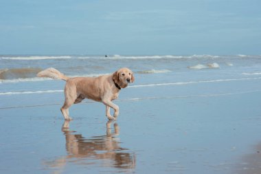 Deniz sahilinde mutlu komik köpek av köpeği 
