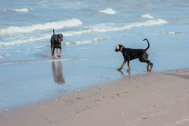 Deniz sahilinde dobermans mutlu komik köpekler 