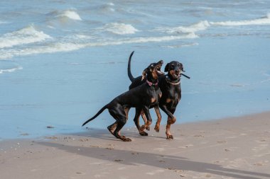 Deniz sahilinde dobermans mutlu komik köpekler 