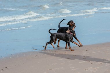 Deniz sahilinde dobermans mutlu komik köpekler 