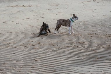 Deniz sahilinde mutlu komik köpek