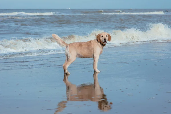 在海岸的快乐有趣的狗猎犬 — 图库照片