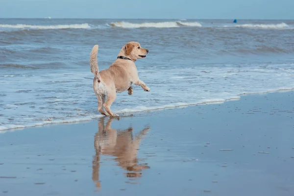 在海岸的快乐有趣的狗猎犬 — 图库照片