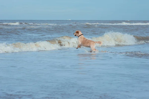 Felice divertente cane retriever sulla costa del mare — Foto Stock