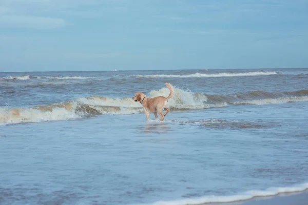 Felice divertente cane retriever sulla costa del mare — Foto Stock