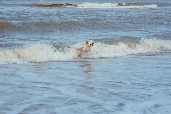 Feliz perro divertido recuperador en la costa del mar —  Fotos de Stock