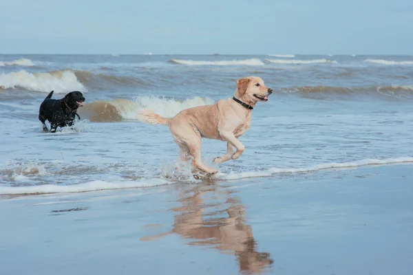 Happy funny pes retrívr na pobřeží moře — Stock fotografie