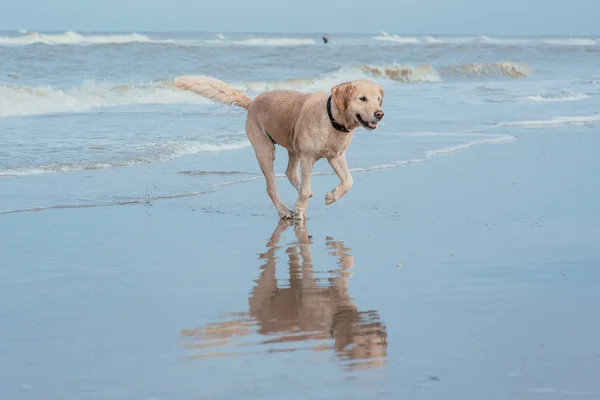 海の海岸で幸せな面白い犬レトリーバー — ストック写真