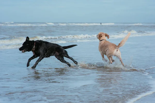 Feliz cão engraçado retriever na costa do mar — Fotografia de Stock