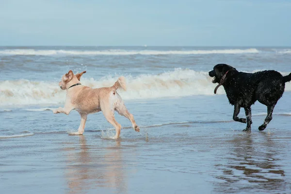 Gelukkige grappige hond retriever aan de zeekust — Stockfoto