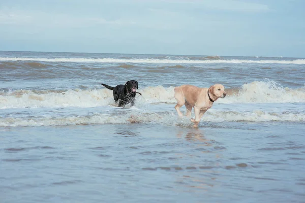 Gelukkige grappige hond retriever aan de zeekust — Stockfoto