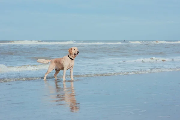 Feliz cão engraçado retriever na costa do mar — Fotografia de Stock