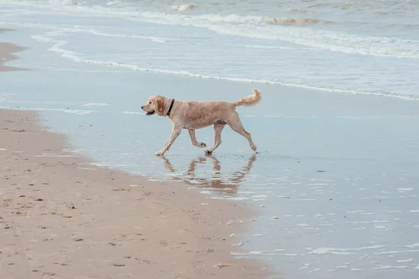 海の海岸で幸せな面白い犬レトリーバー — ストック写真
