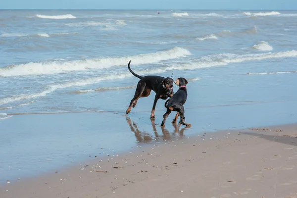 Ευτυχισμένος αστεία σκυλιά Ντόμπερμαν στις ακτές της θάλασσας — Φωτογραφία Αρχείου