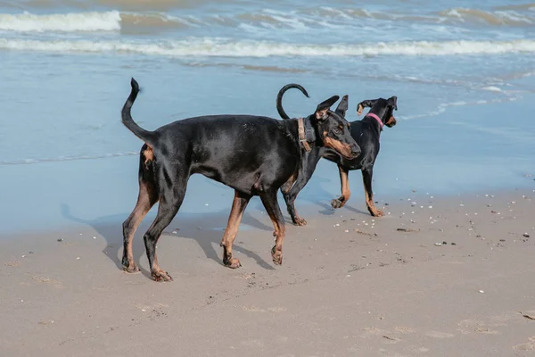 Buoni cani divertenti dobermans sulla costa del mare — Foto Stock