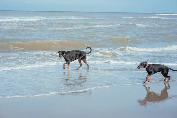 Buoni cani divertenti dobermans sulla costa del mare — Foto Stock
