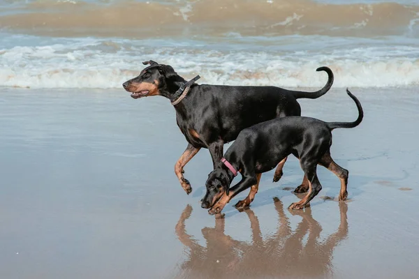 Deniz sahilinde dobermans mutlu komik köpekler 