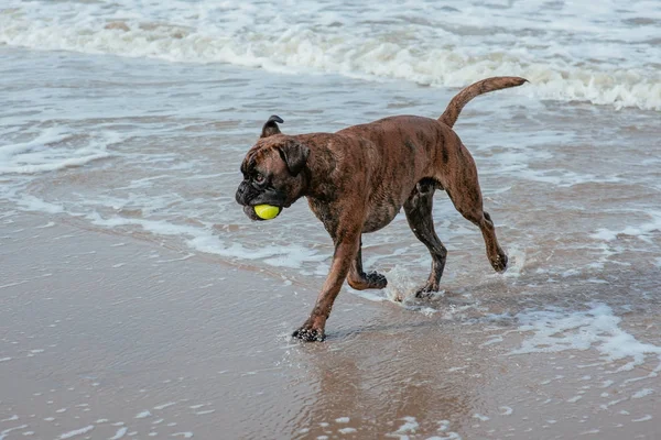 Feliz cão engraçado na costa do mar — Fotografia de Stock