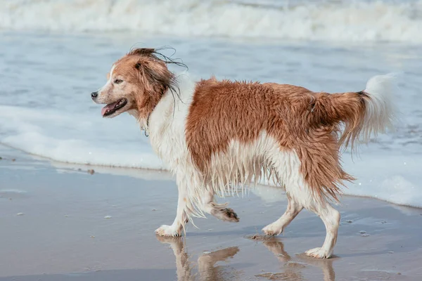 在海岸的快乐有趣的狗 — 图库照片