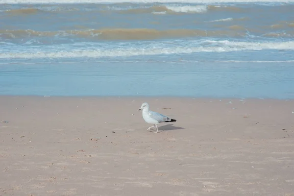 Möwe an der Küste am sonnigen Tag — Stockfoto