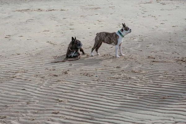 Deniz sahilinde mutlu komik köpek