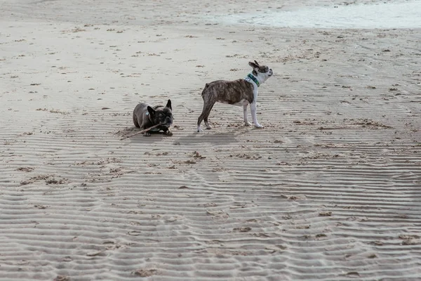 Heureux chiens drôles sur la côte de la mer — Photo